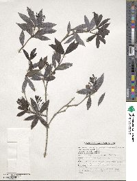 Vaccinium vacciniaceum image