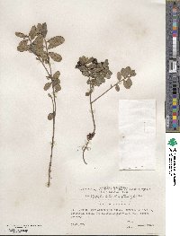 Vaccinium vitis-idaea image