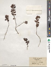 Vaccinium vitis-idaea image