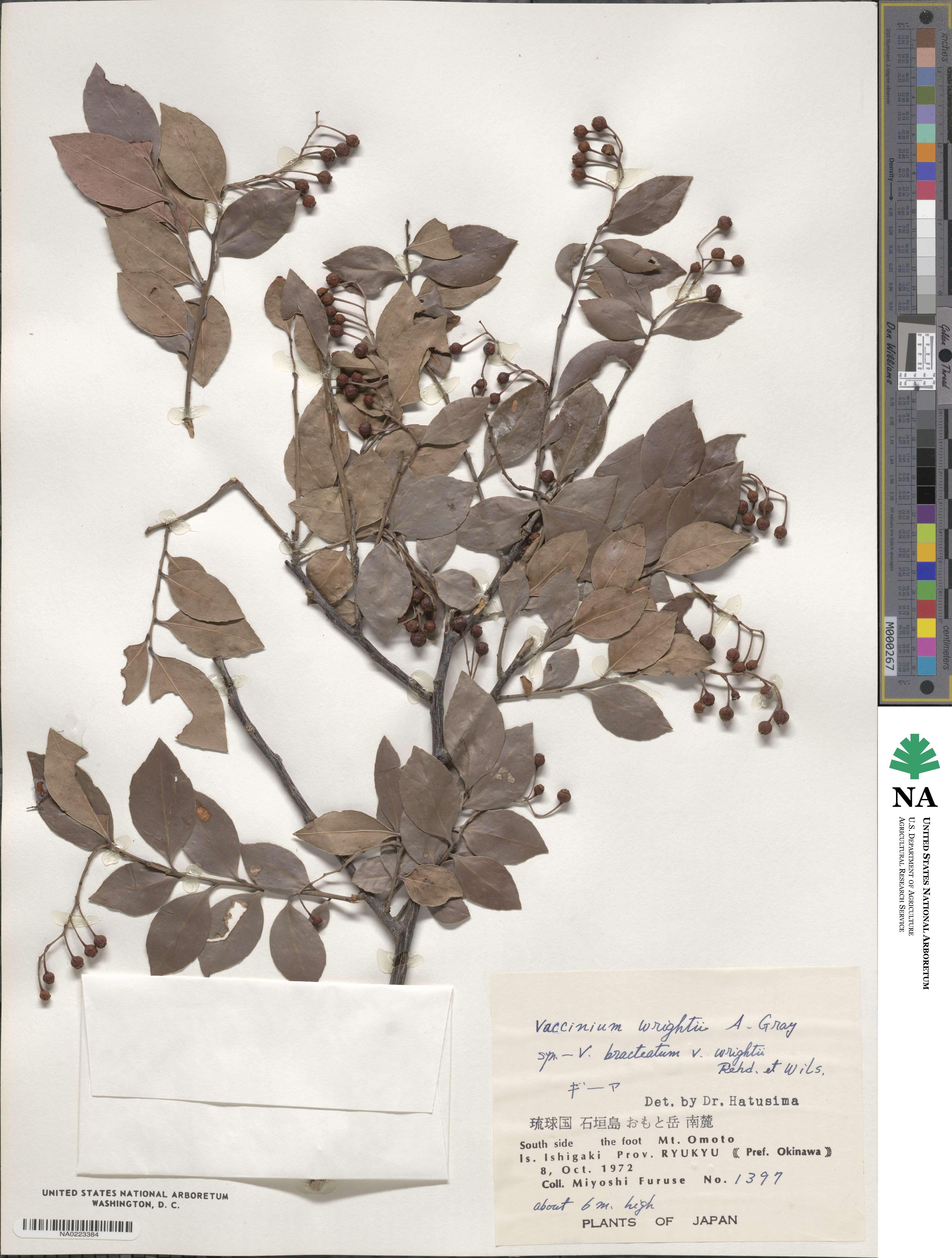 Vaccinium wrightii image