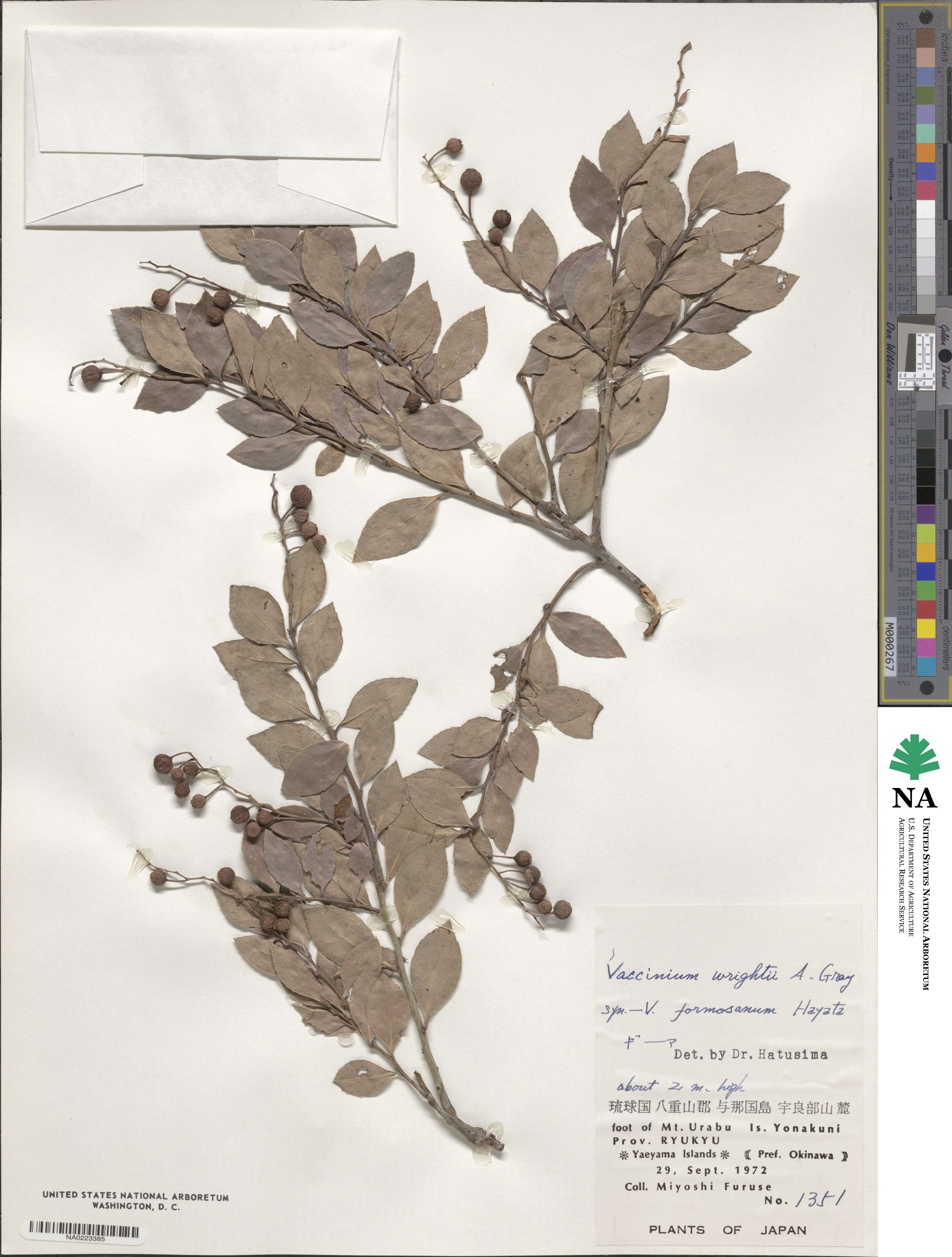 Vaccinium wrightii image