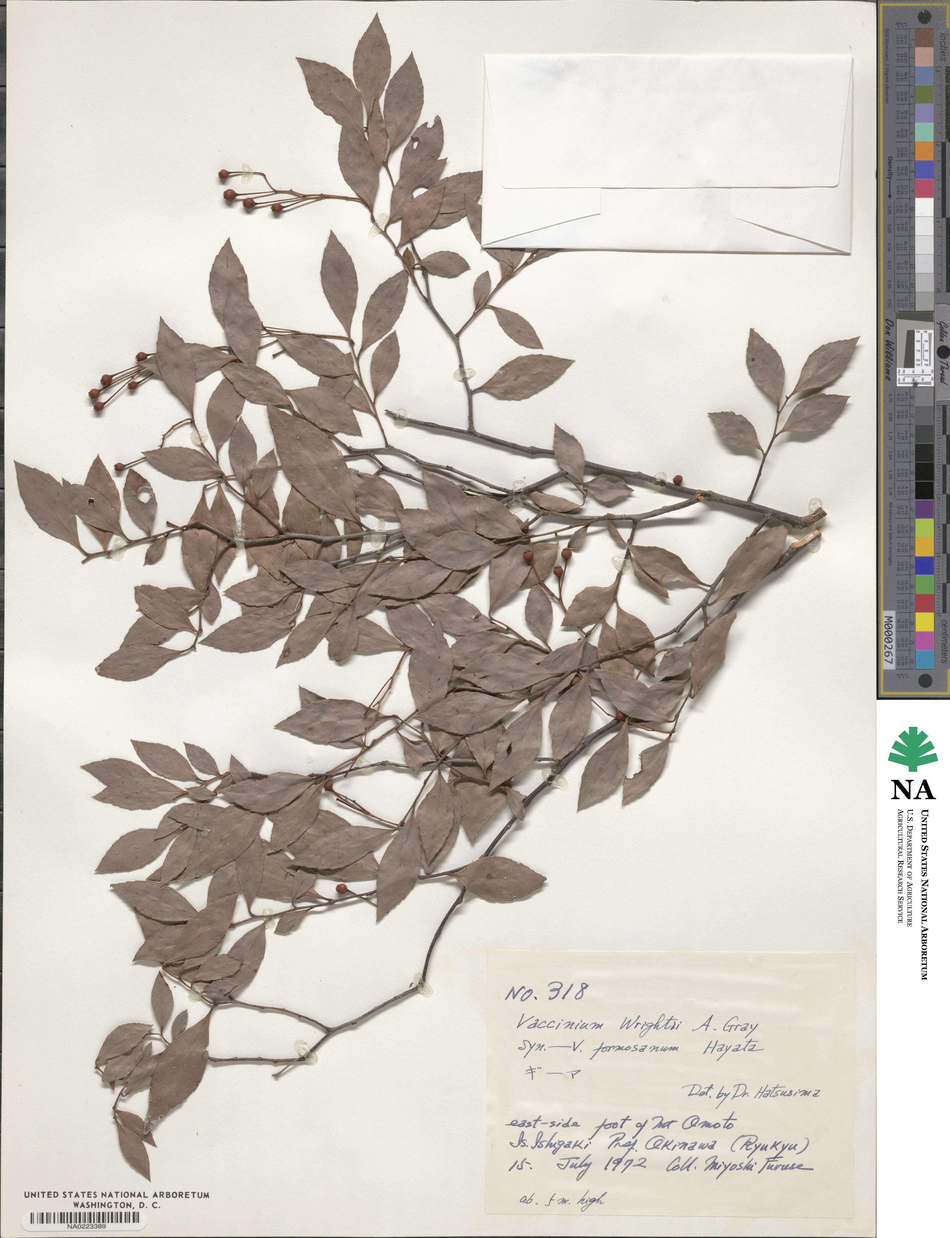 Vaccinium wrightii image
