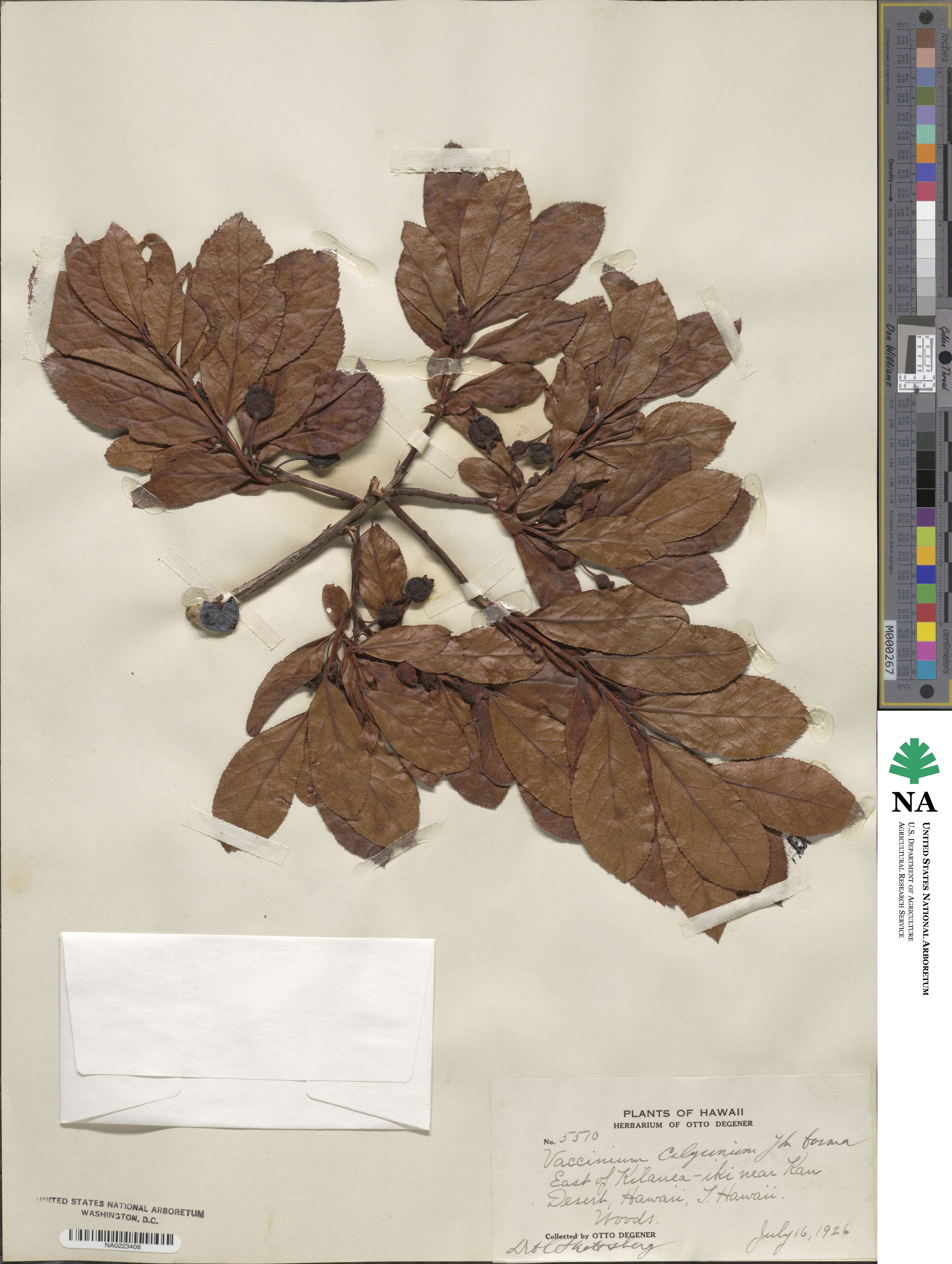 Vaccinium calycinum image