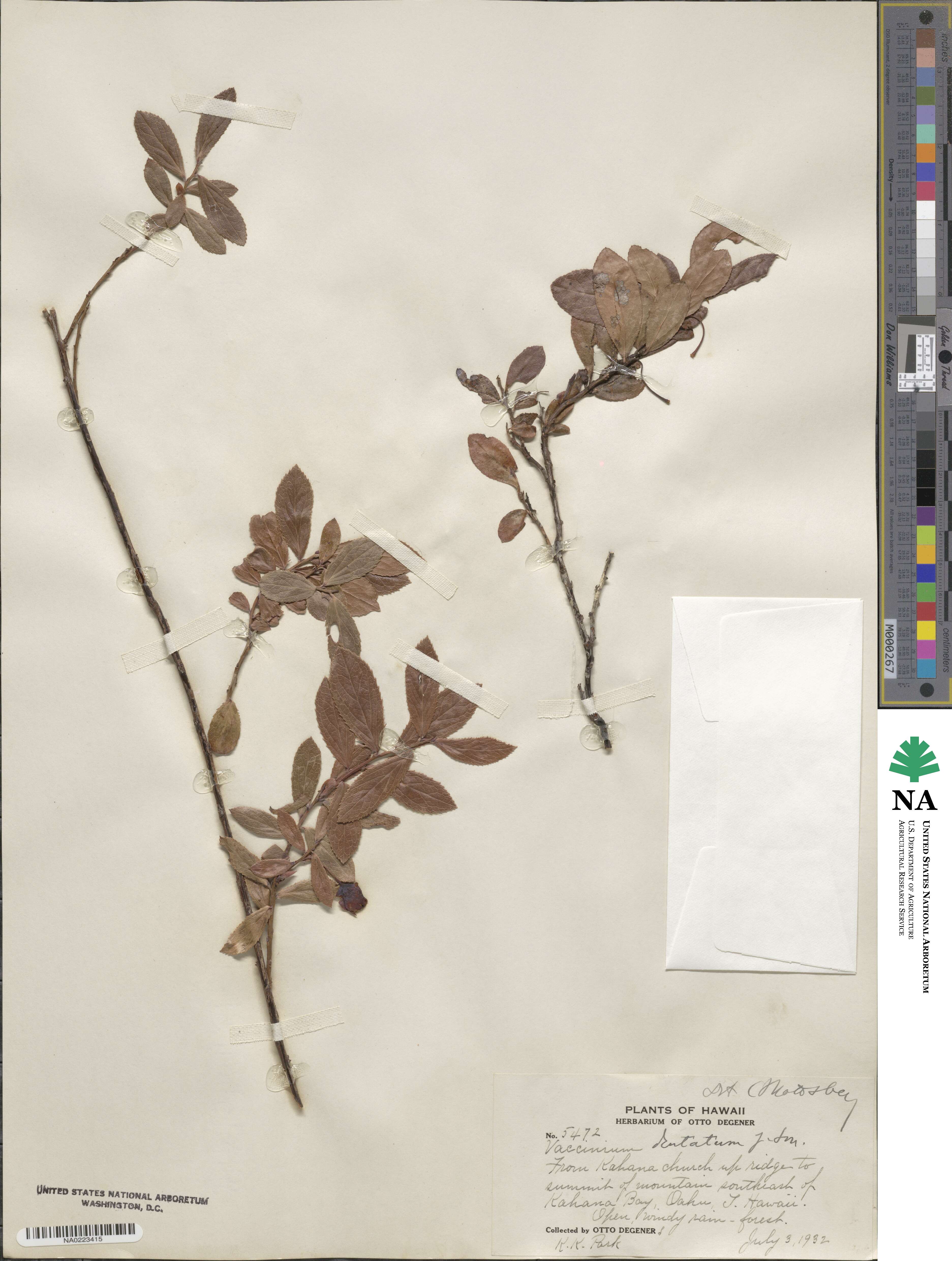 Vaccinium dentatum image