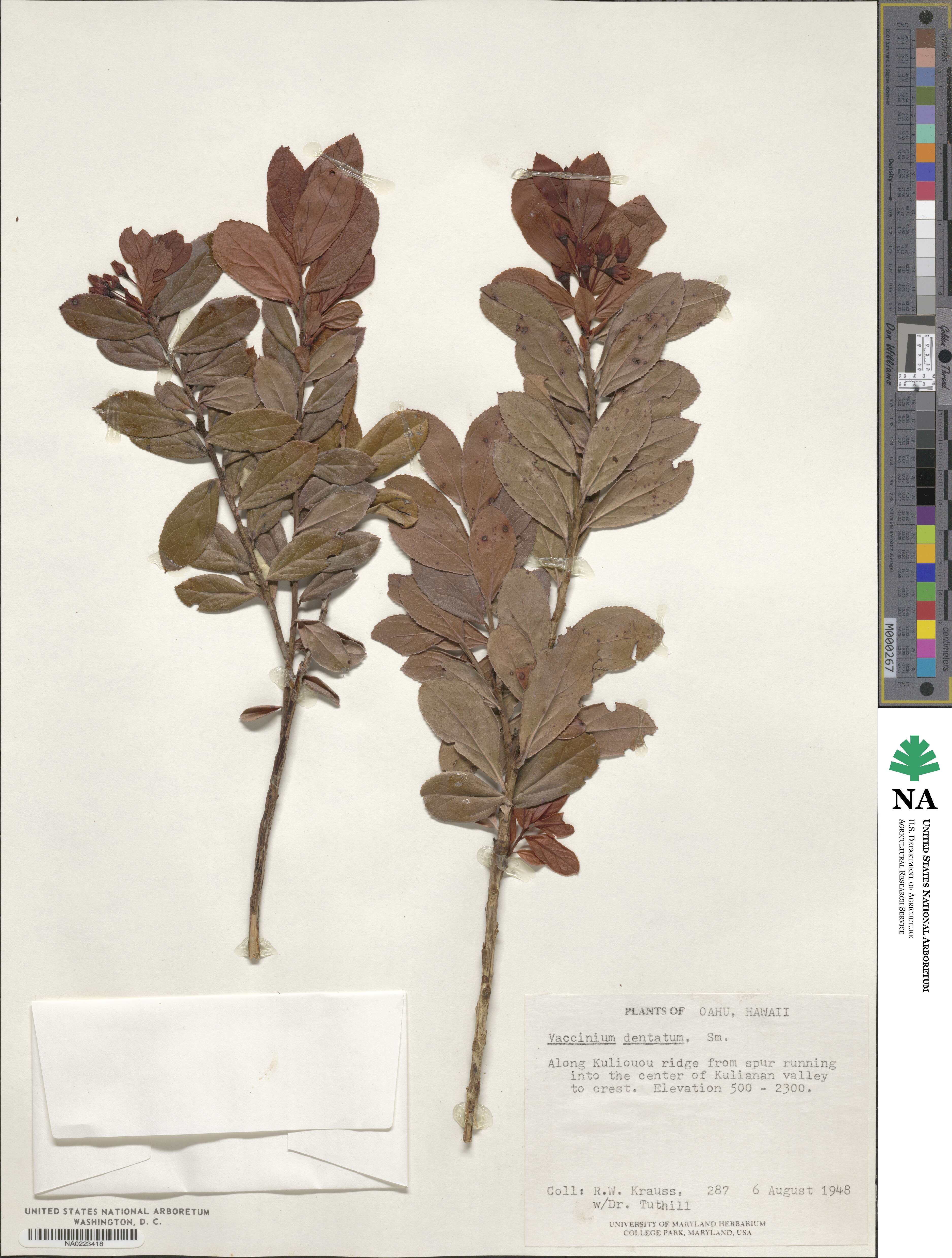 Vaccinium dentatum image