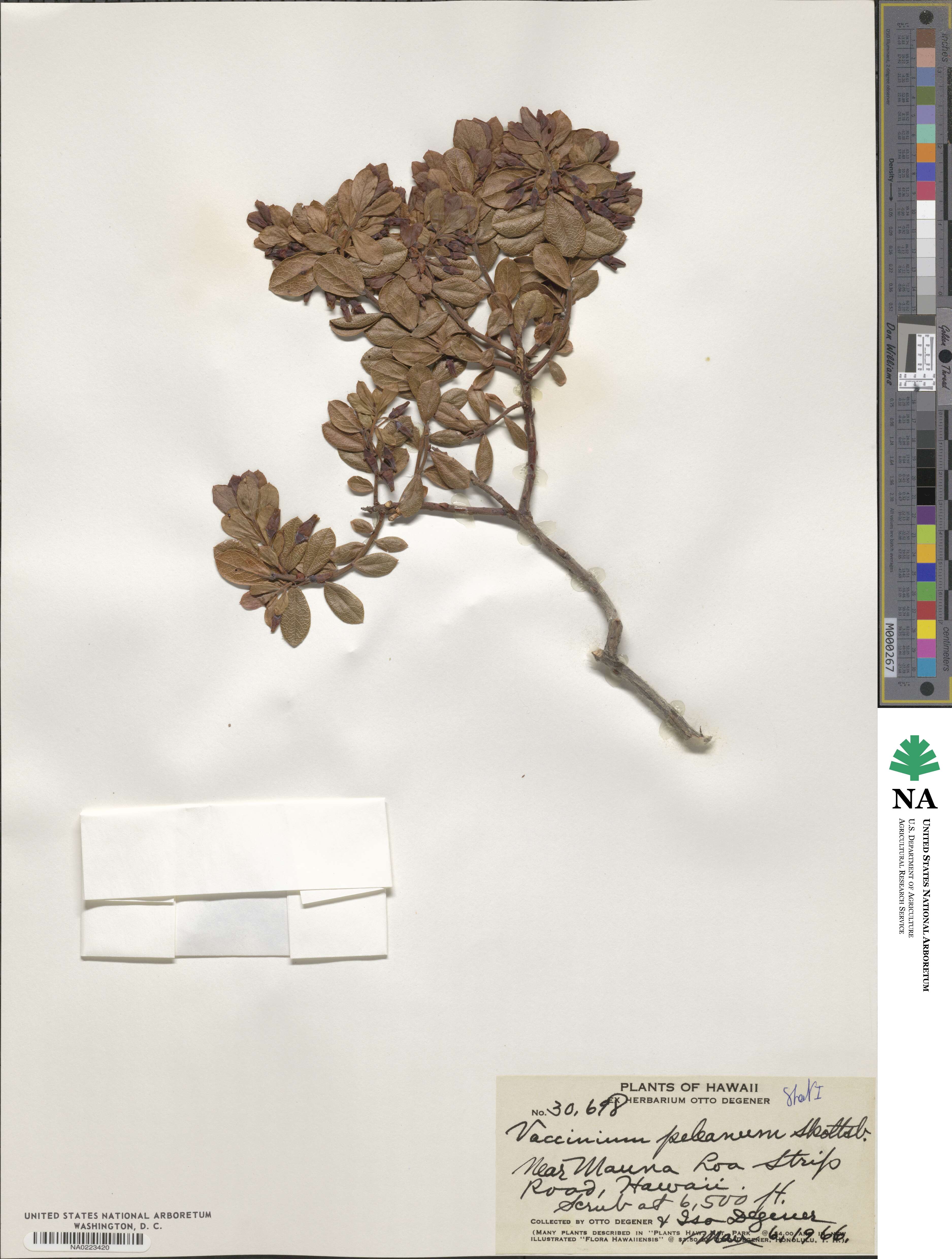 Vaccinium reticulatum image