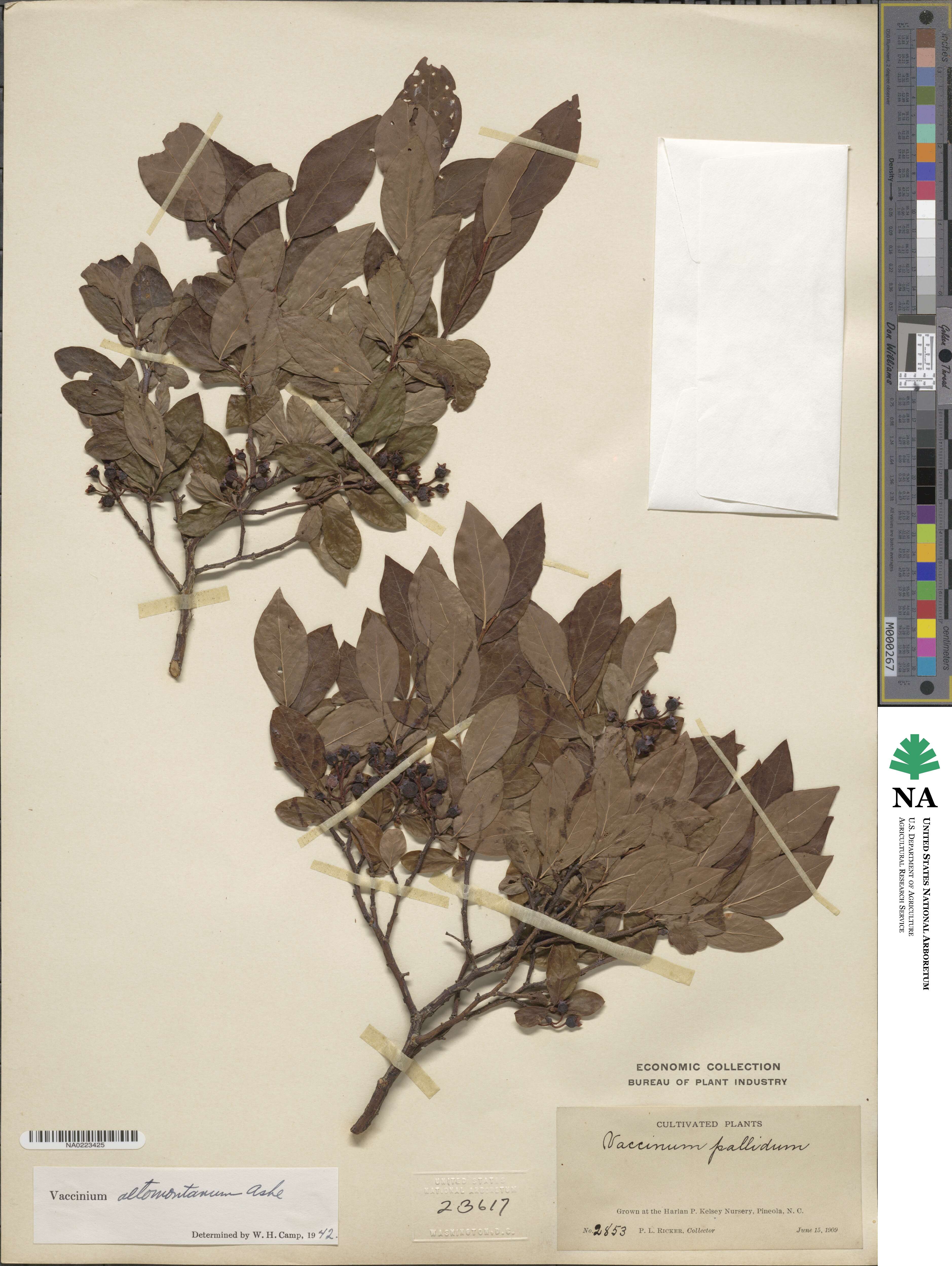 Vaccinium pallidum image