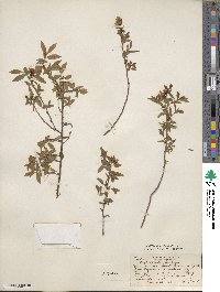 Vaccinium angustifolium image