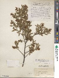 Vaccinium angustifolium image