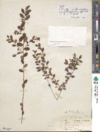 Vaccinium angustifolium image