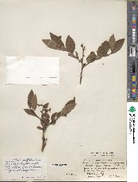 Vaccinium angustifolium image