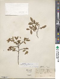 Vaccinium angustifolium image