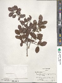 Vaccinium arboreum image