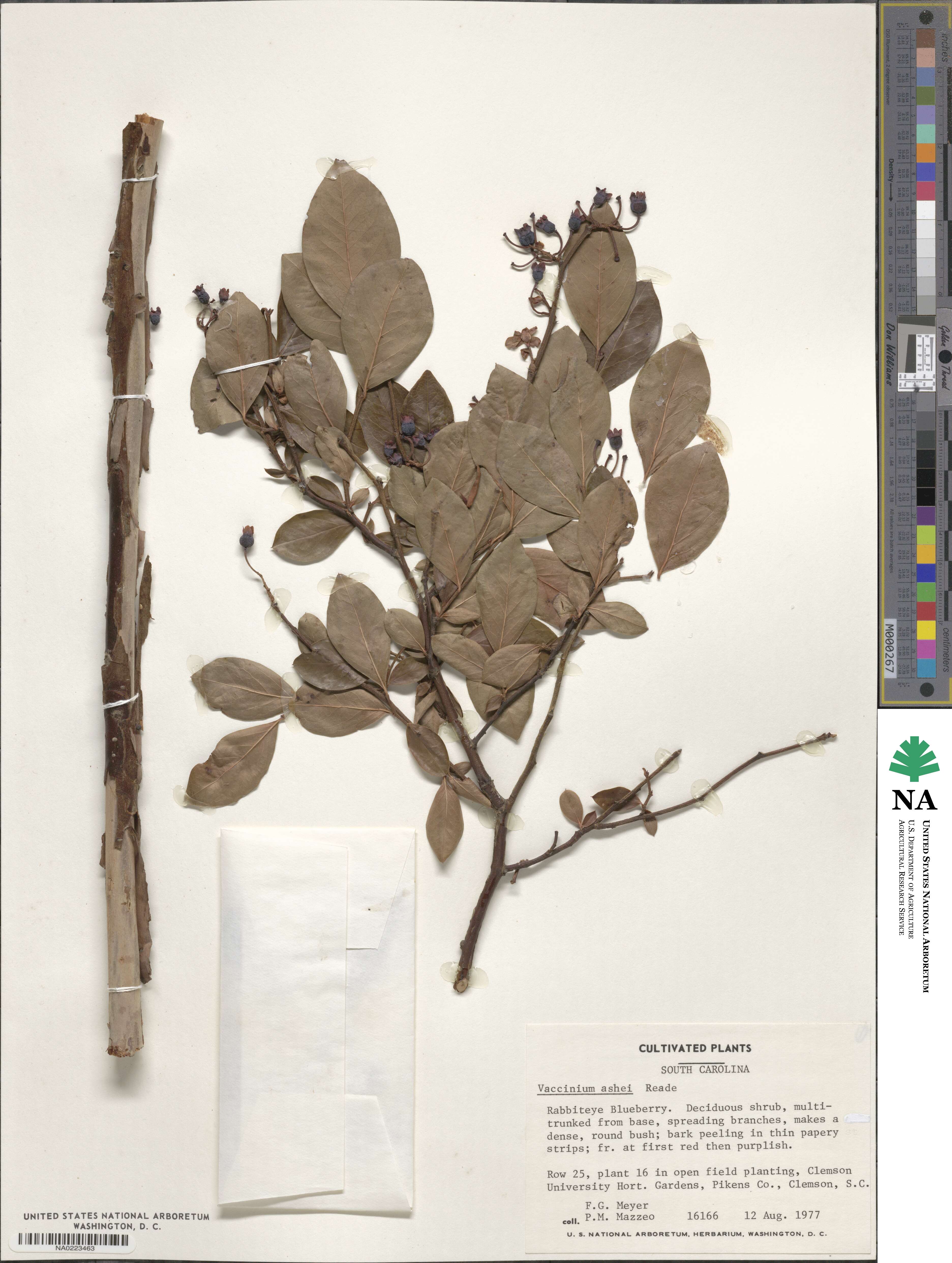 Vaccinium virgatum image