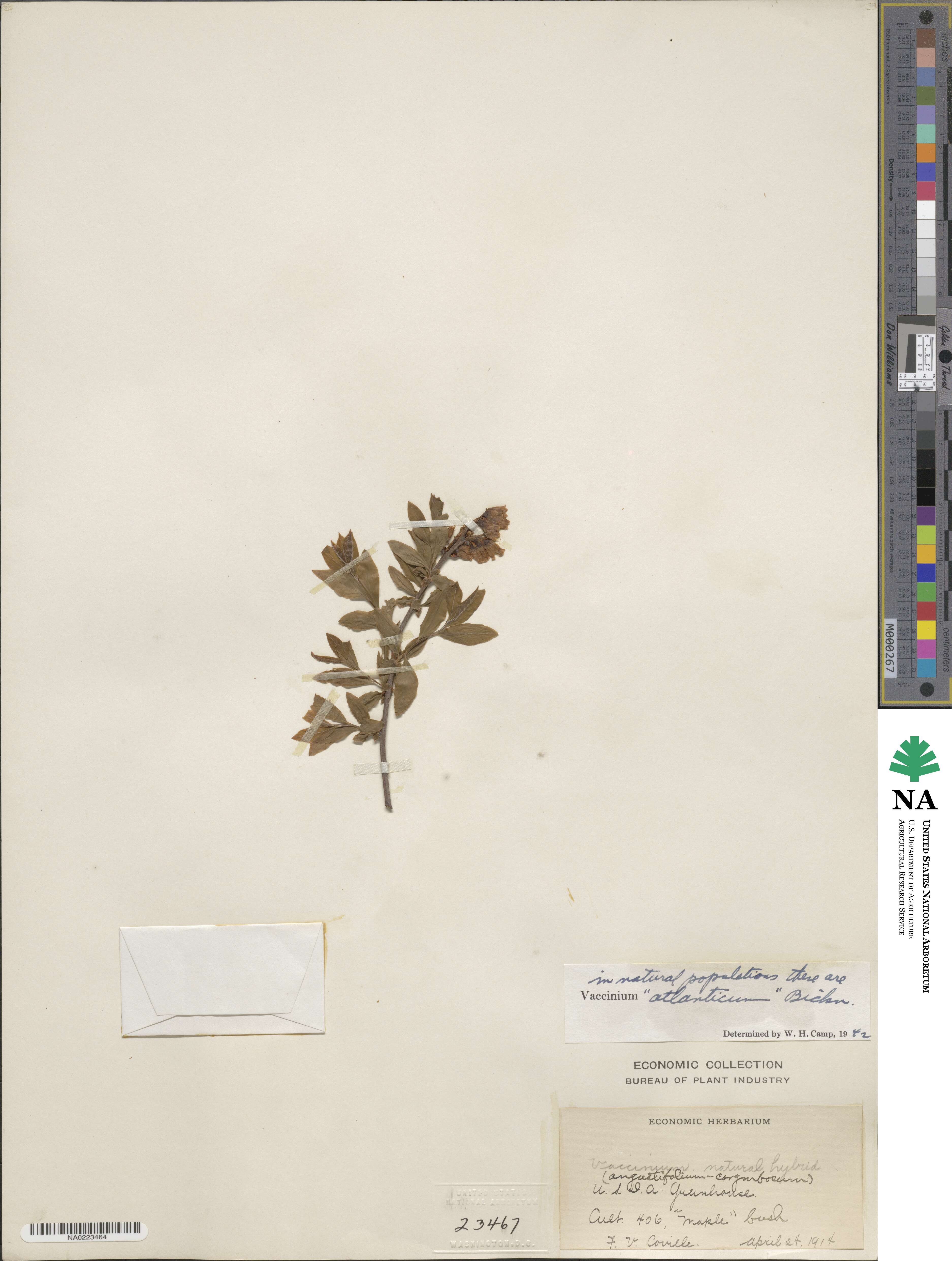 Vaccinium atlanticum image