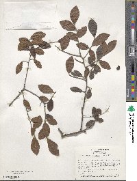 Vaccinium fuscatum image