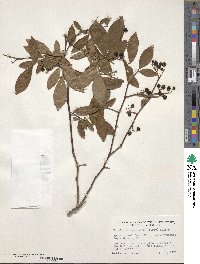 Vaccinium fuscatum image