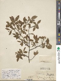 Vaccinium fuscatum image