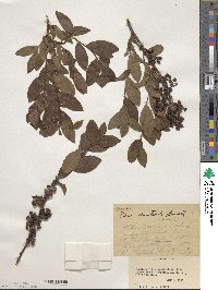 Vaccinium formosum image