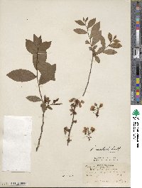 Vaccinium formosum image