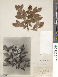 Vaccinium formosum image