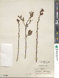 Vaccinium formosum image