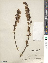 Vaccinium formosum image