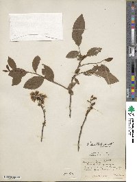 Vaccinium formosum image