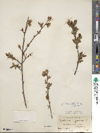 Vaccinium formosum image