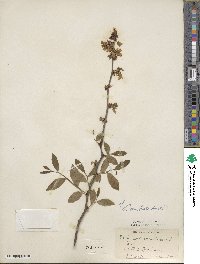 Vaccinium formosum image