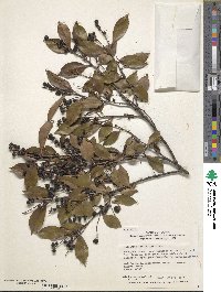 Vaccinium bracteatum image