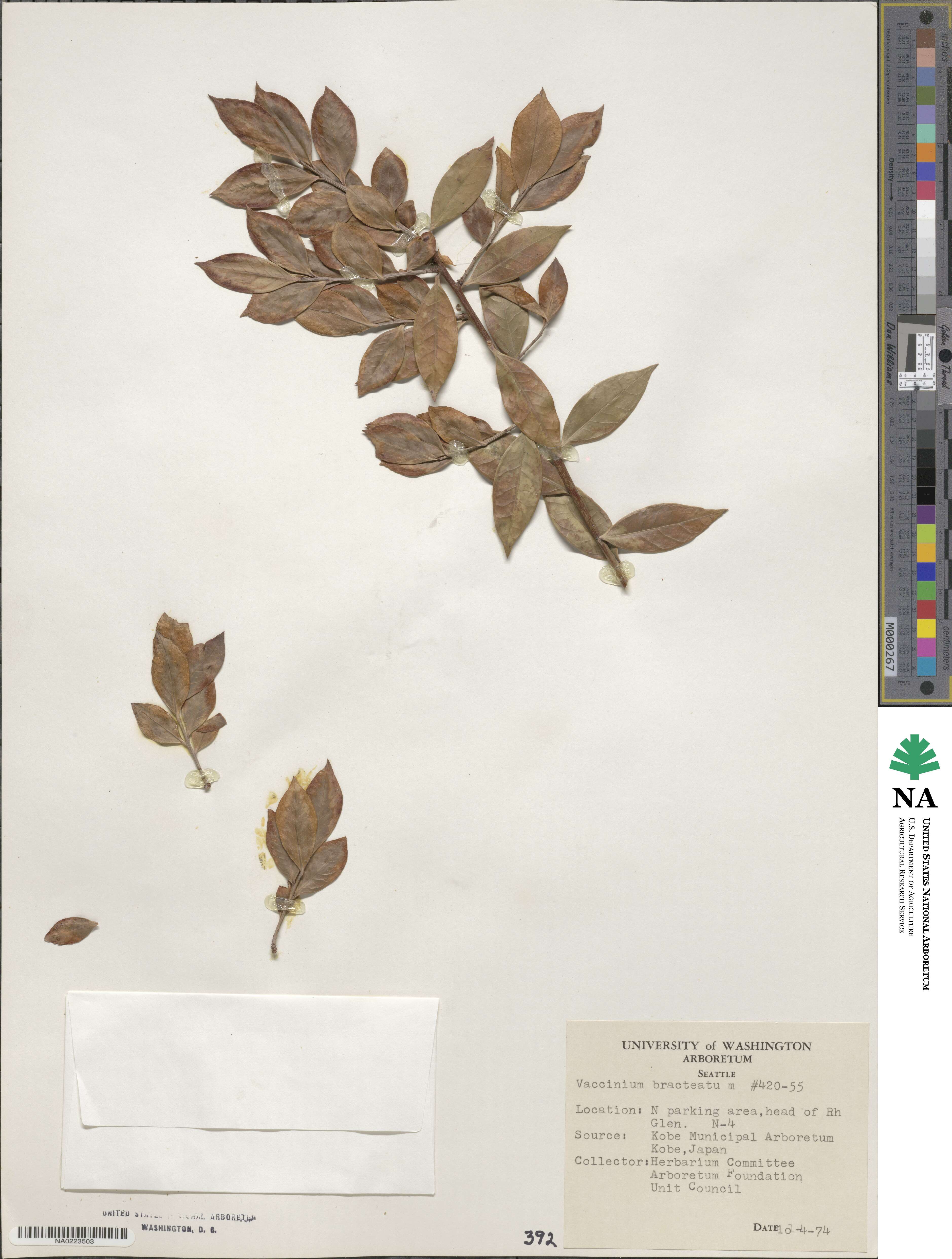 Vaccinium bracteatum image