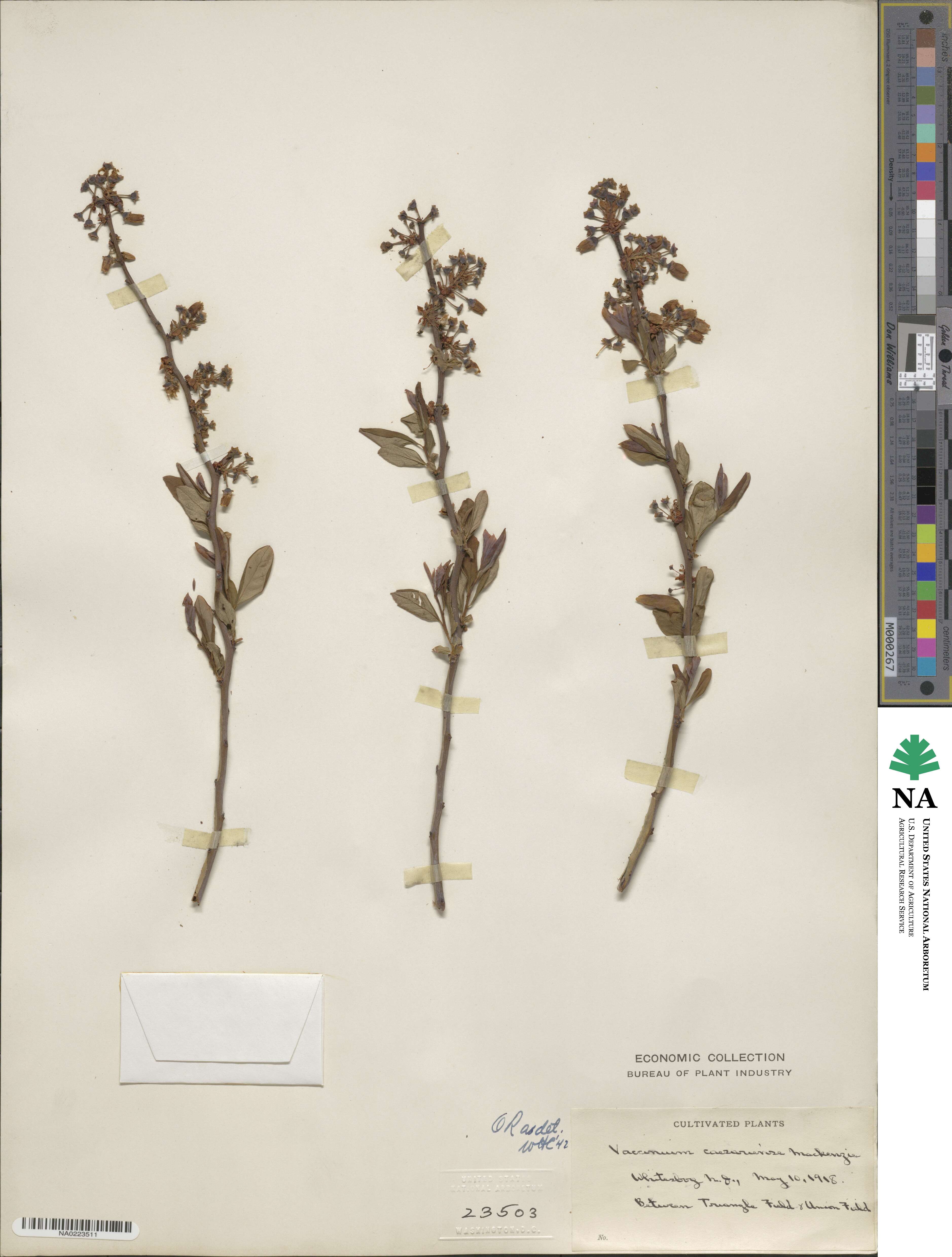 Vaccinium caesariense image