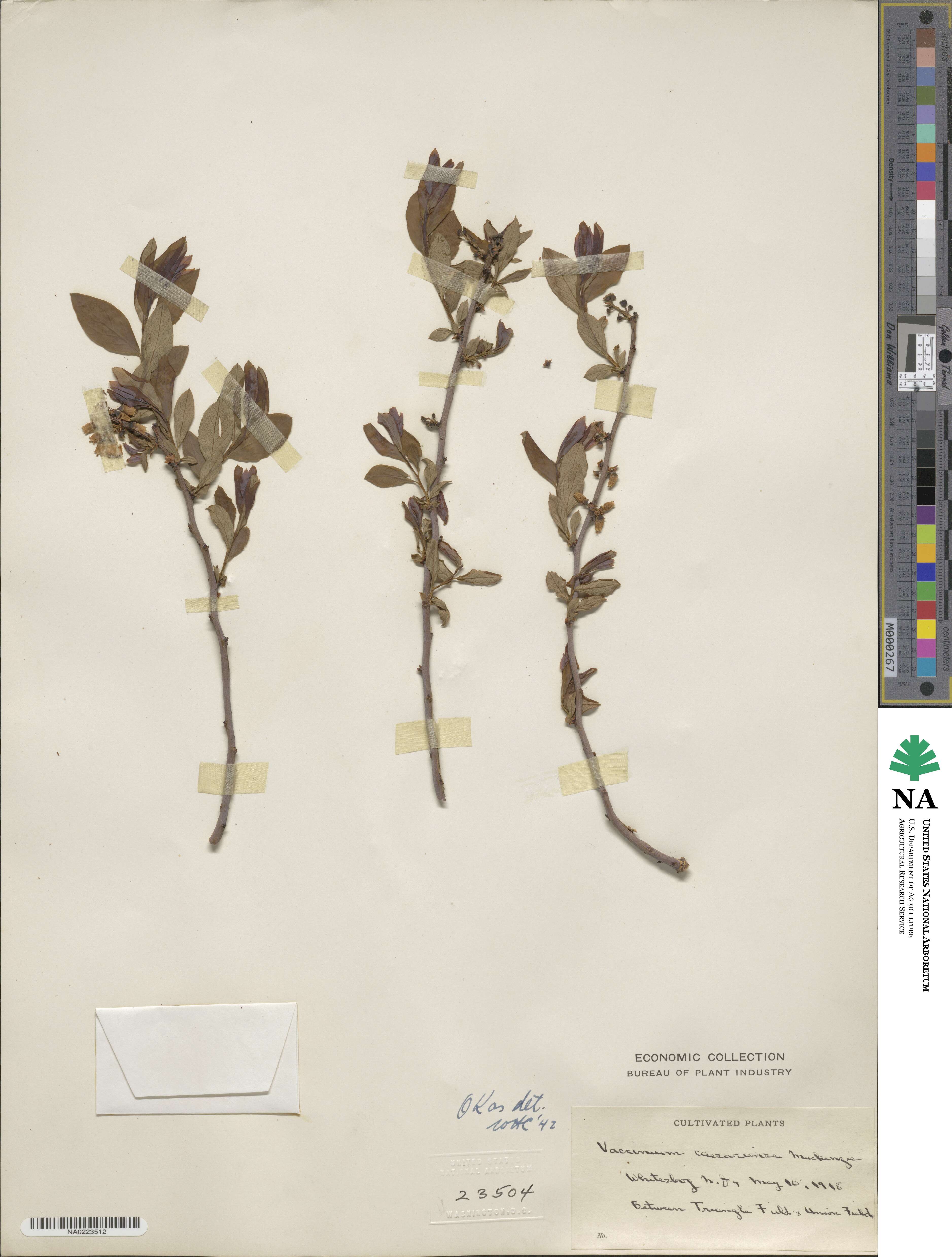 Vaccinium caesariense image