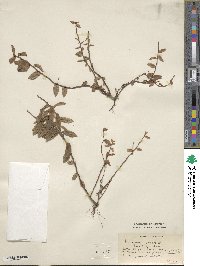 Vaccinium myrtilloides image