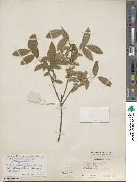 Vaccinium myrtilloides image