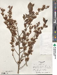 Vaccinium corymbosum image