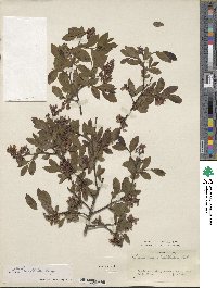 Vaccinium corymbosum image