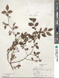 Vaccinium corymbosum image