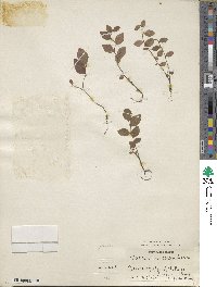 Vaccinium corymbosum image