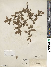 Vaccinium corymbosum image