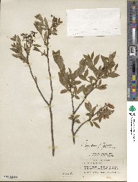 Vaccinium corymbosum image