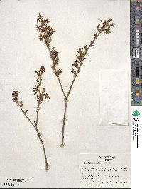 Vaccinium corymbosum image