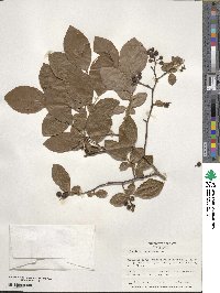 Vaccinium corymbosum image