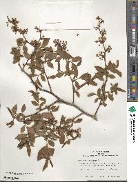 Vaccinium corymbosum image