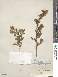 Vaccinium corymbosum image