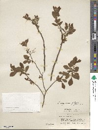 Vaccinium corymbosum image