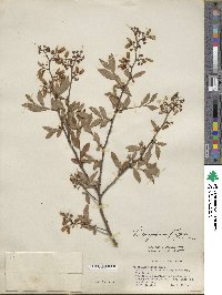 Vaccinium corymbosum image