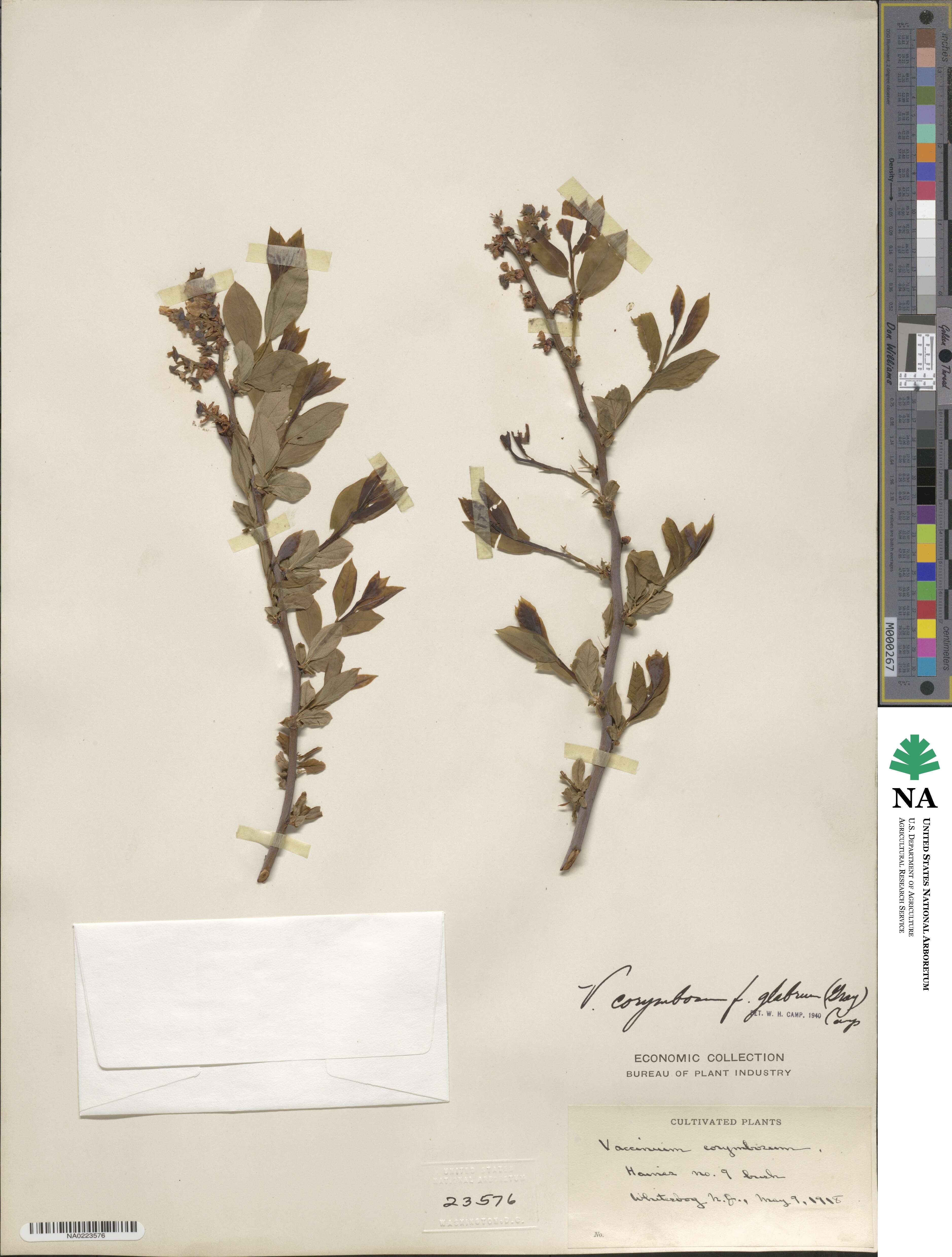 Vaccinium corymbosum image