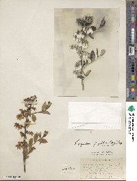 Vaccinium corymbosum image